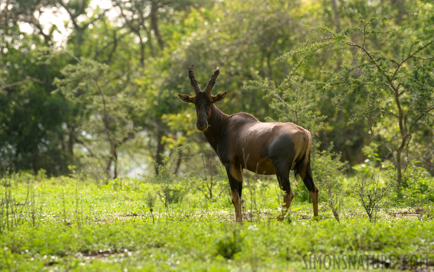 Damaliscus ugandae [400 mm, 1/250 Sek. bei f / 6.3, ISO 400]